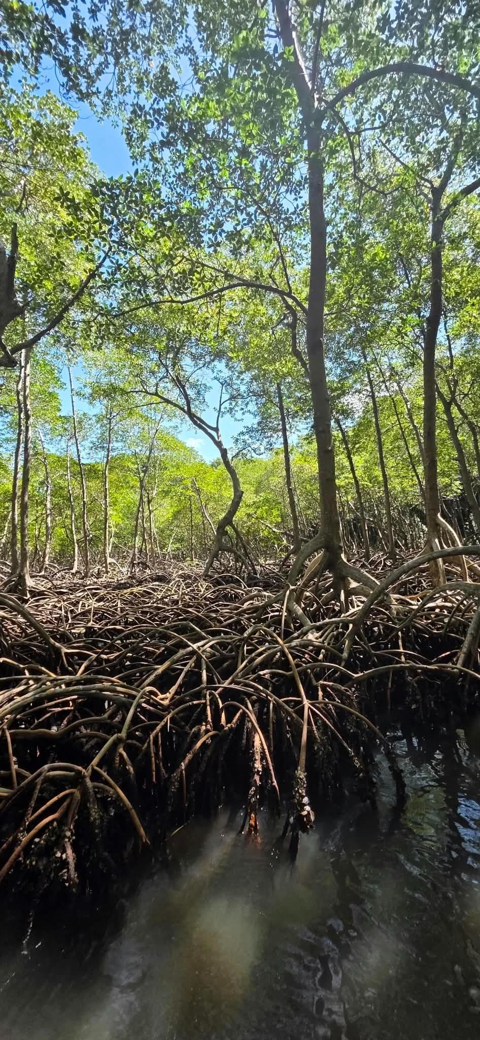 Parque Nacional Los Haitises y Cayo Levantado en Bote Compartido gallery image