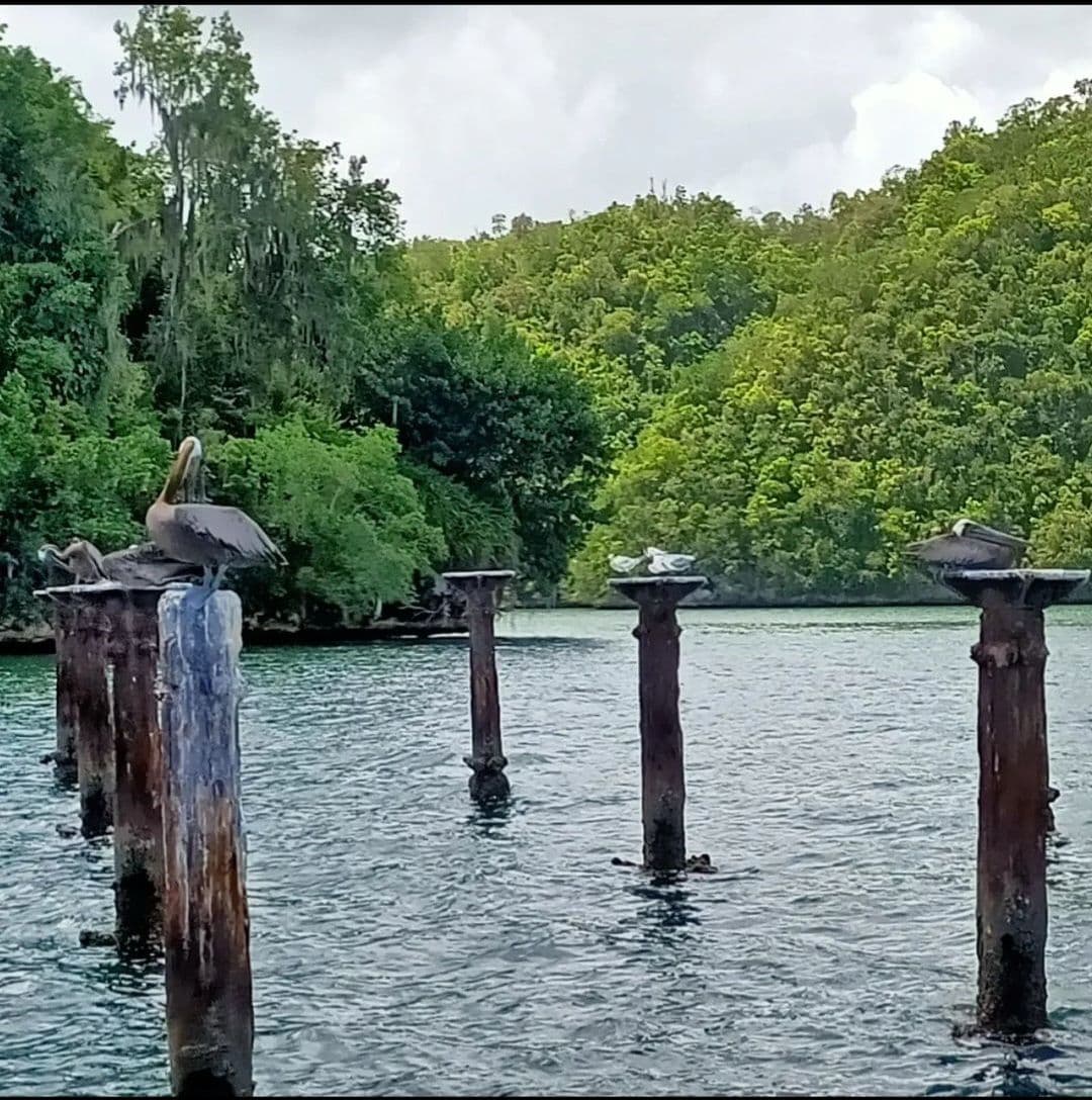 Los Haitises et Cayo Levantado avec repas et transport depuis Samaná : photo de la galerie