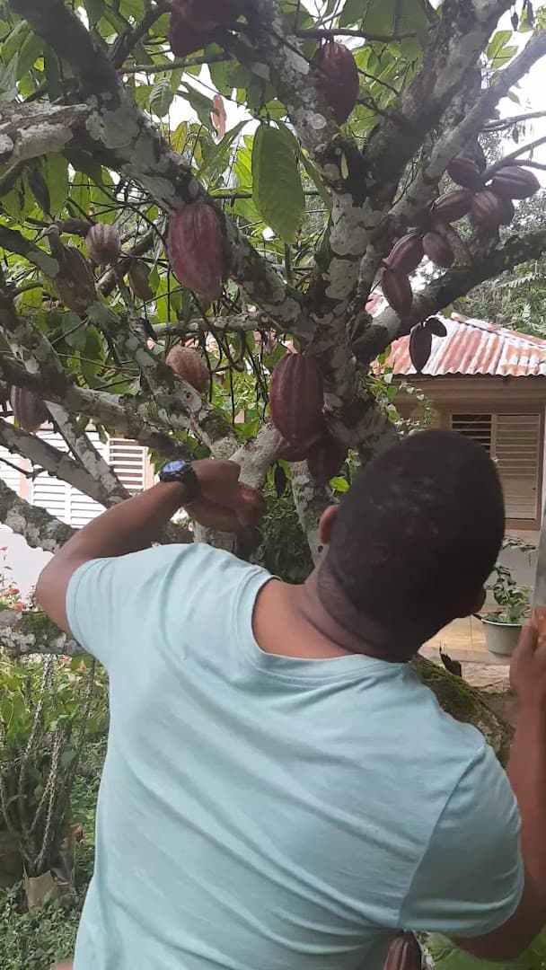 Visite d'une ferme de cacao et dégustation avec Tía Sandra, El Limón : photo de la galerie