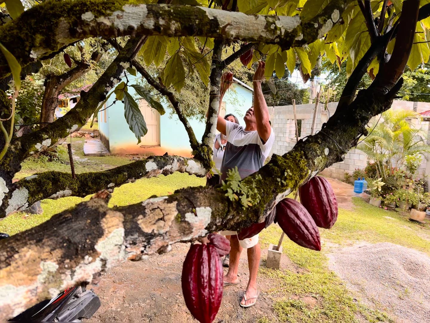 Visite d'une ferme de cacao et dégustation avec Tía Sandra, El Limón : photo de la galerie