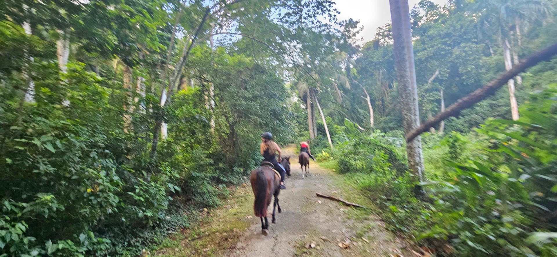Forest Trail Ride — No Roads gallery image