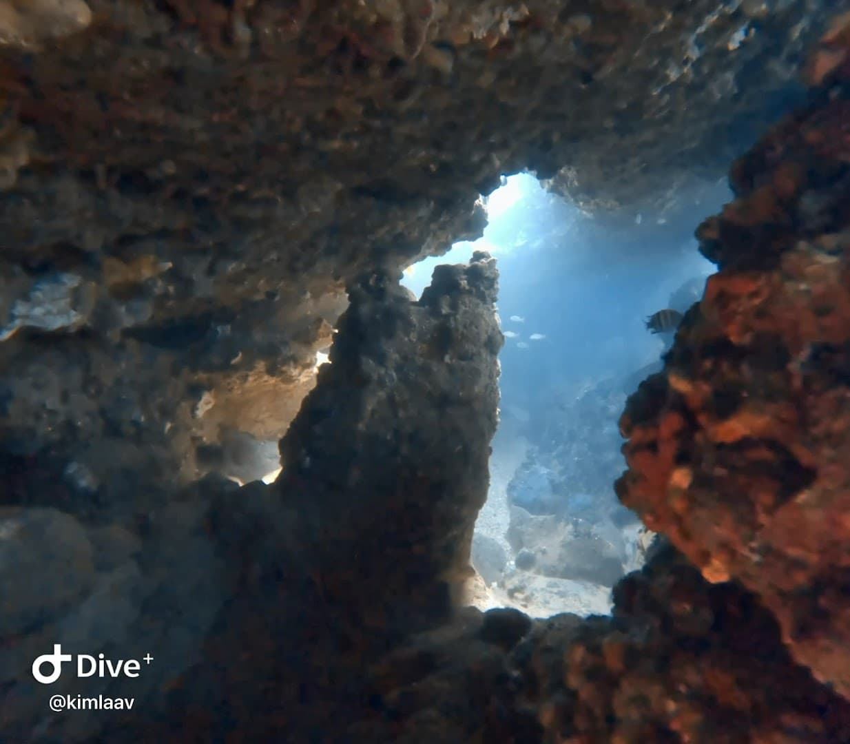 Scuba Diving with Profundo Blue, Las Terrenas gallery image