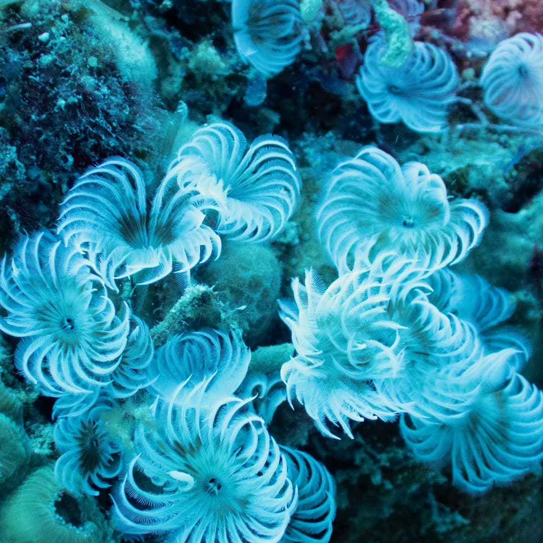 Scuba Diving with Profundo Blue, Las Terrenas gallery image