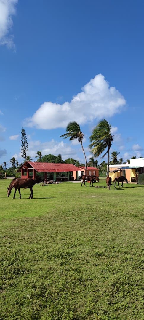 Playa Rincón and Playa Bremen — 3 Hours, on Horseback or on Foot gallery image