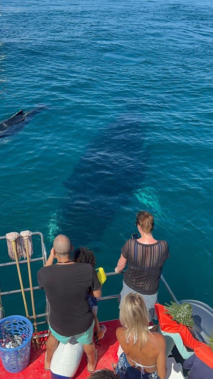 Whale Watching in Samaná Bay and Cayo Levantado.