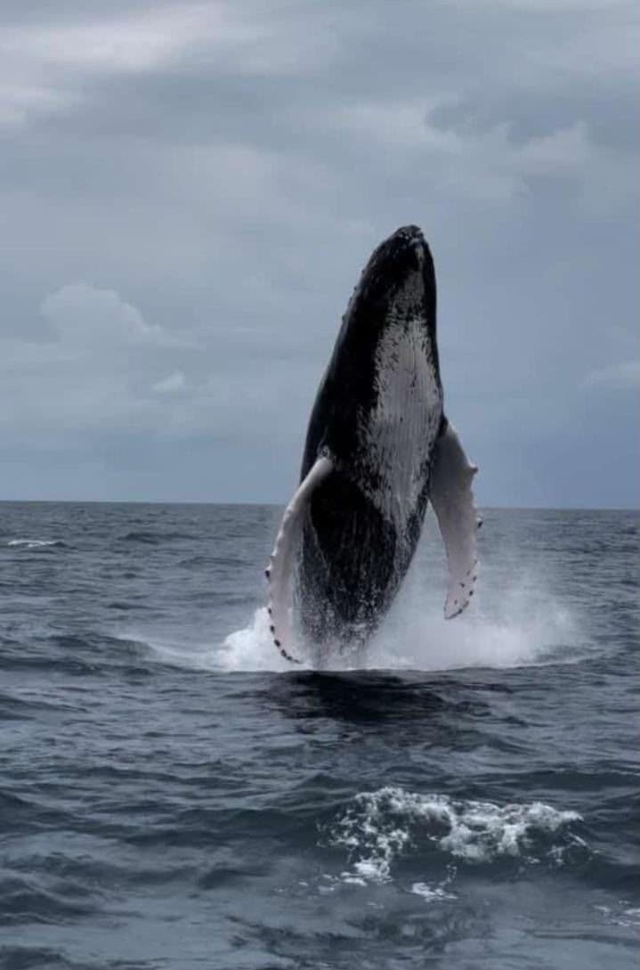 Whale Watching in Samaná Bay and Cayo Levantado. gallery image