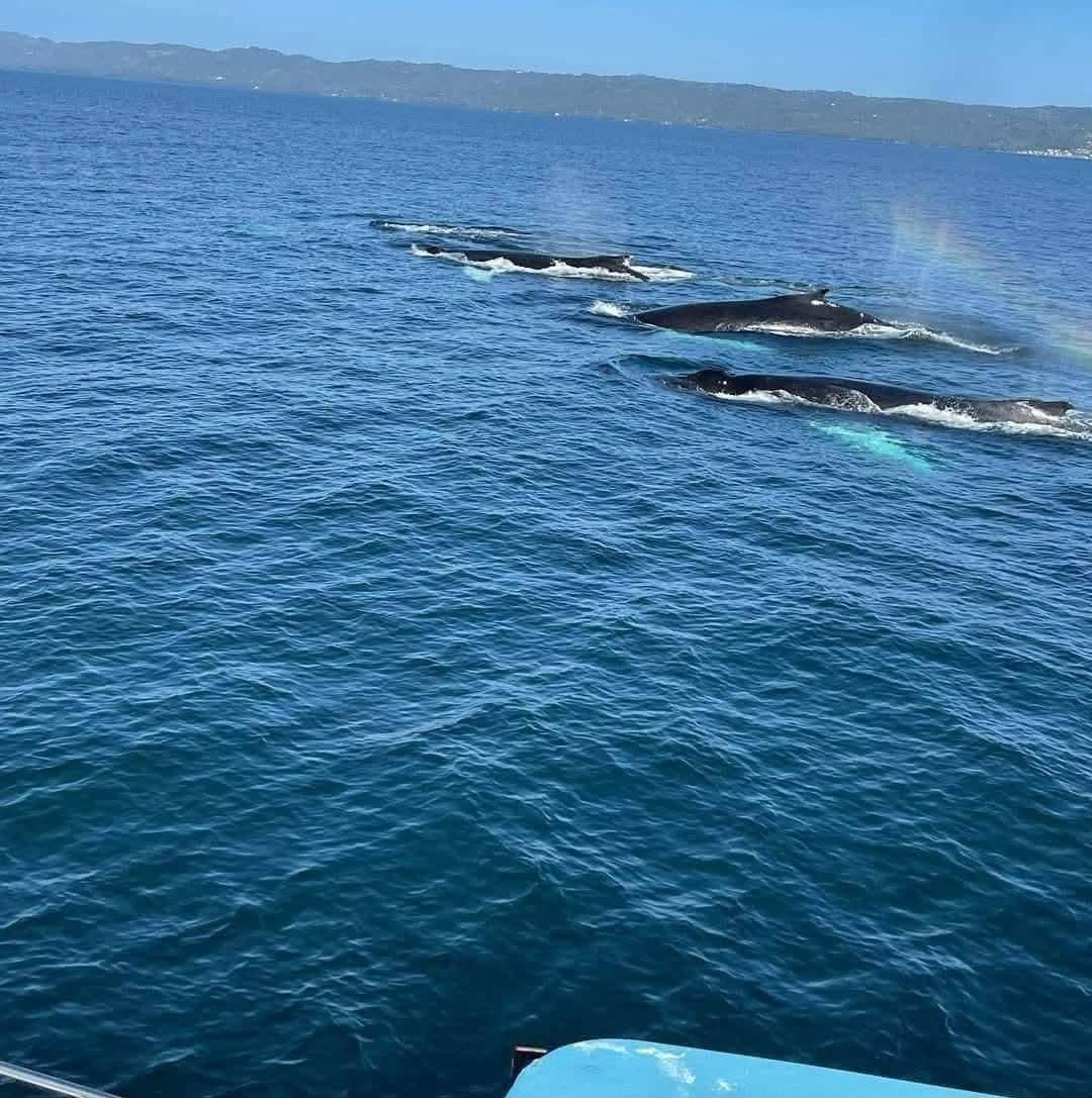Avistamiento de ballenas y Cayo Levantado — nueve horas desde Samaná gallery image