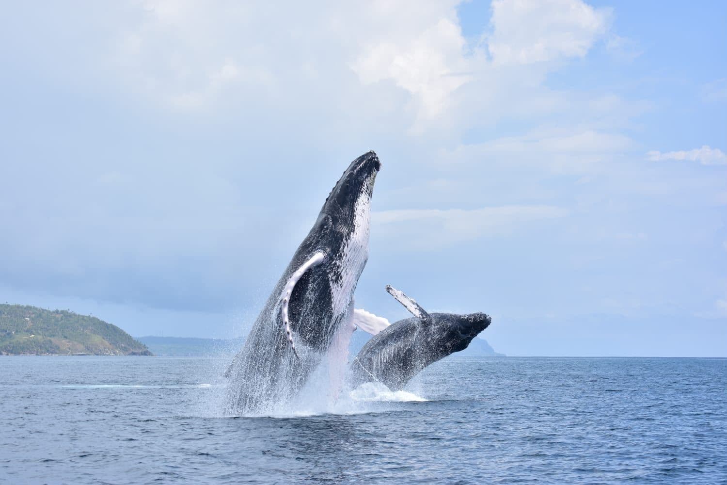 Whale Watching in Samaná Bay and Cayo Levantado. gallery image