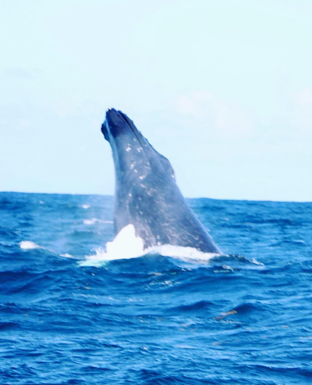 Humpback Whale Watching and Playa Fronton — Max Ten Aboard, Snorkelling and Lunch on the Beach gallery image