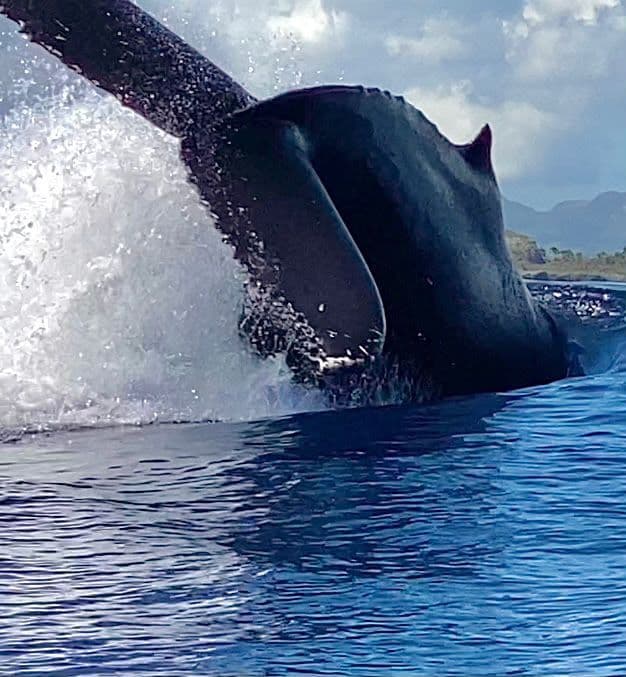 Humpback Whale Watching and Playa Fronton — Max Ten Aboard, Snorkelling and Lunch on the Beach gallery image
