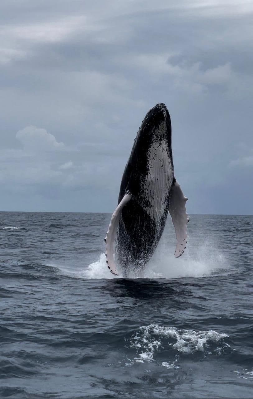 Whale watching Samaná