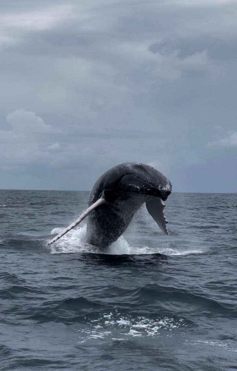 Whale watching Samaná gallery image