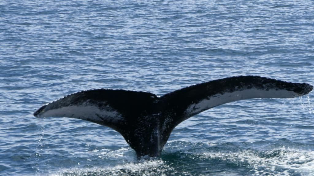 Whale watching Samaná gallery image
