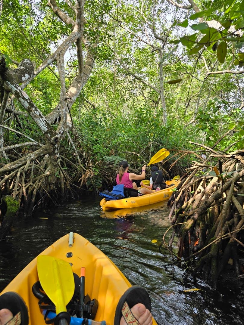 Alquiler de Kayak y Paddleboard con Manati, Las Terrenas: foto de la galería
