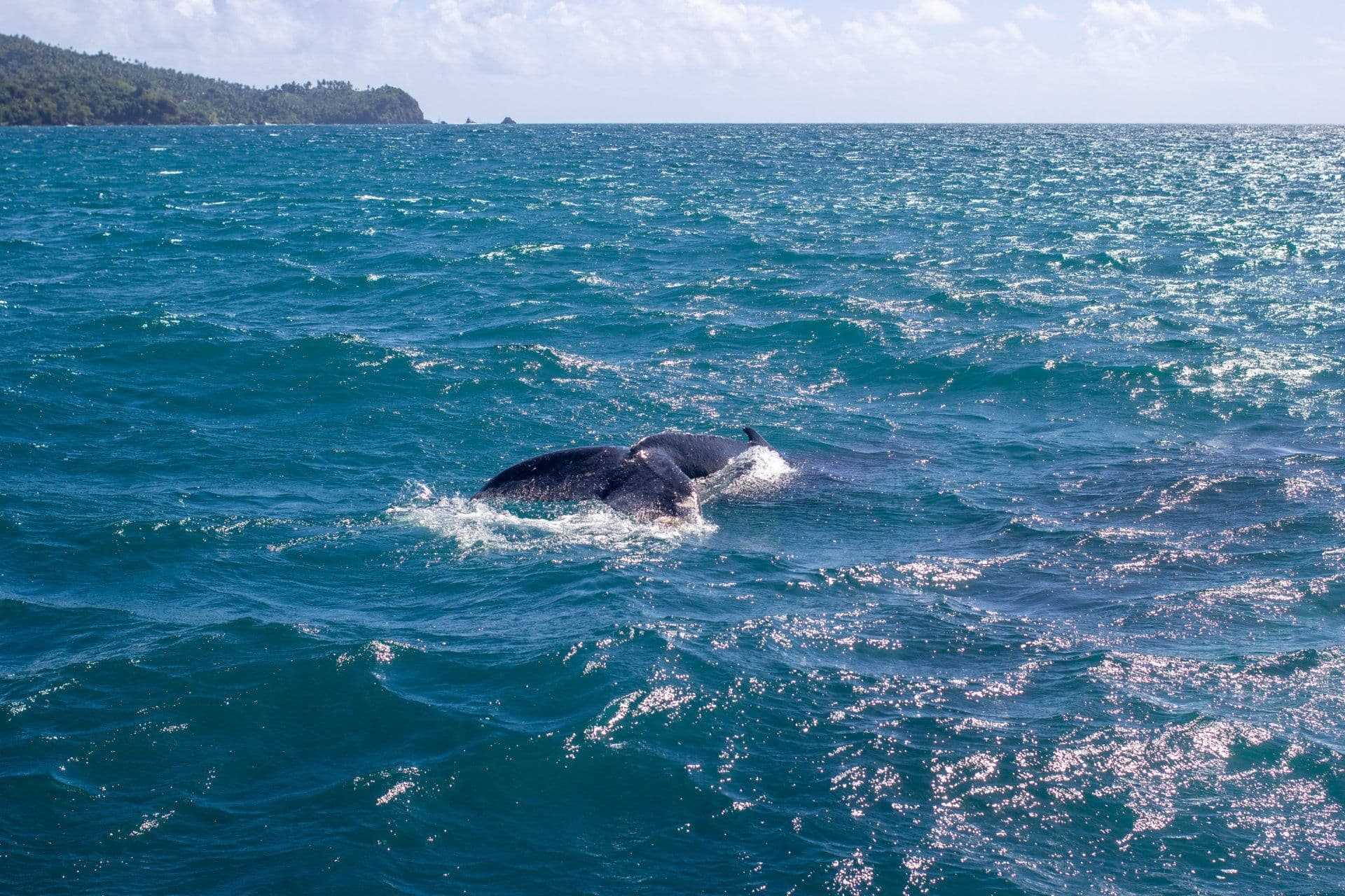 Humpback Whale Watching from Samaná