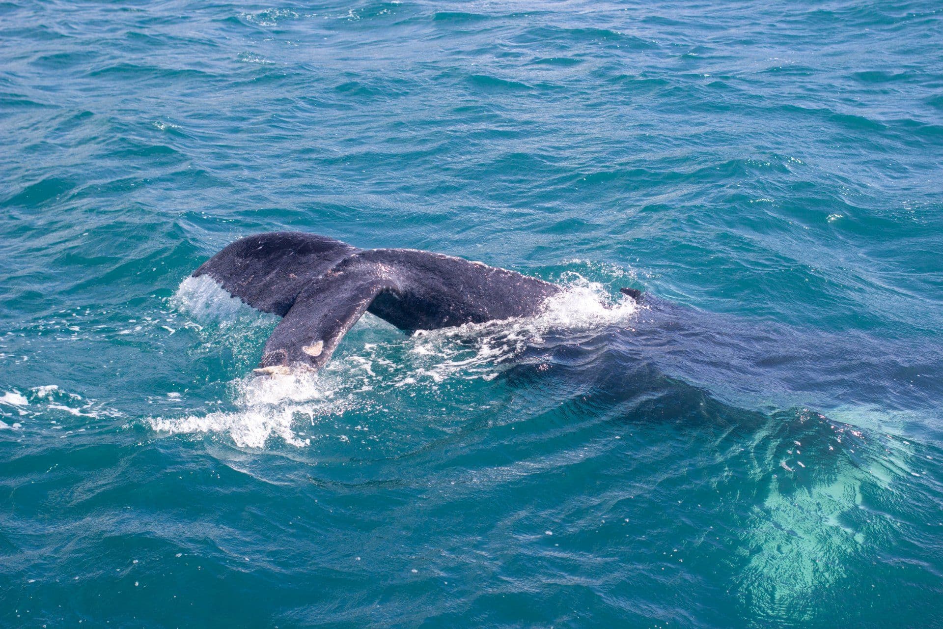 Avistamiento de Ballenas Jorobadas desde Samaná gallery image