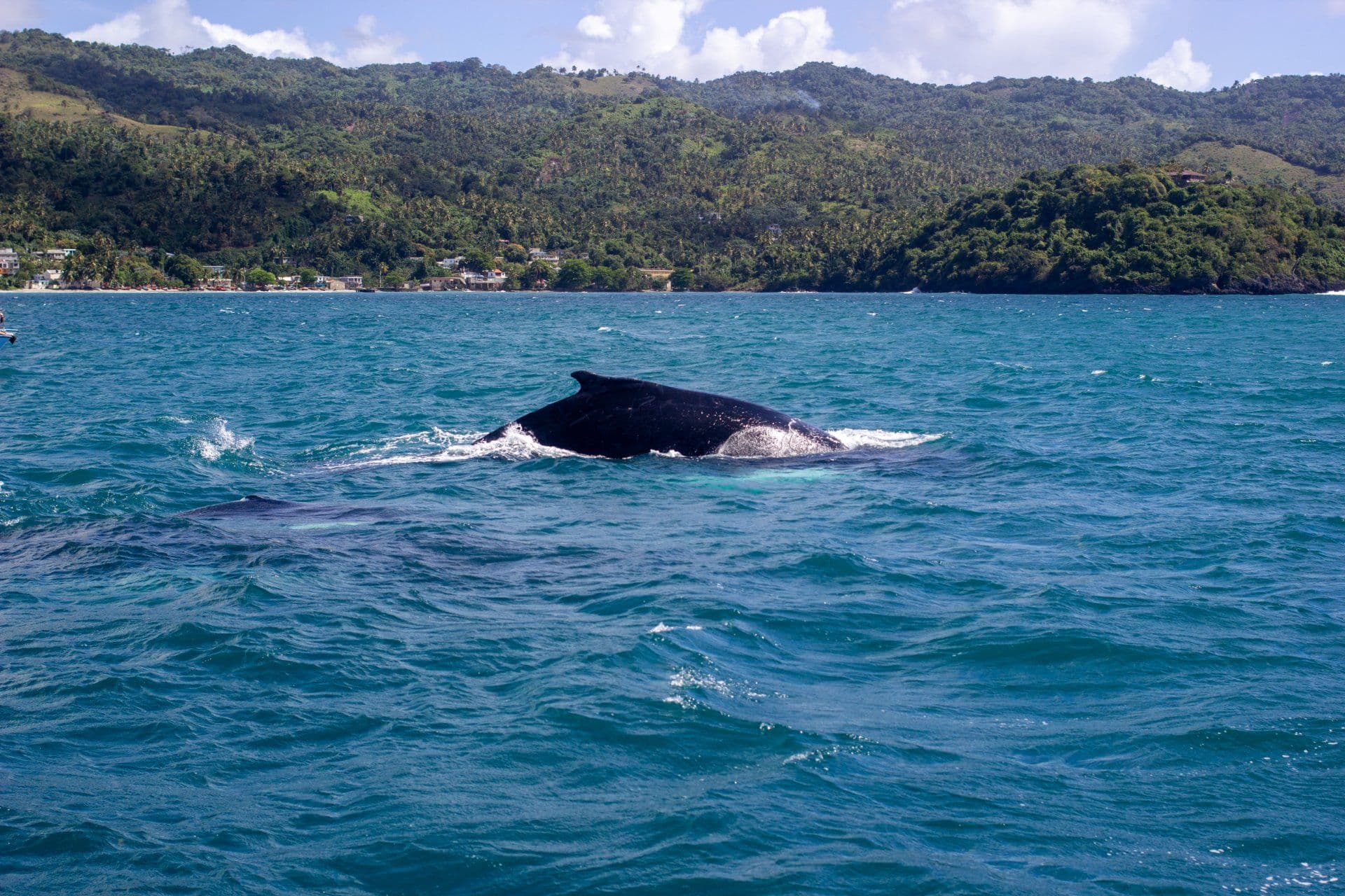 Humpback Whale Watching from Samaná gallery image