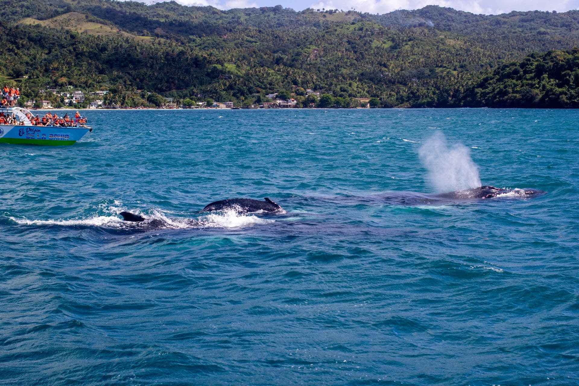 Humpback Whale Watching from Samaná gallery image