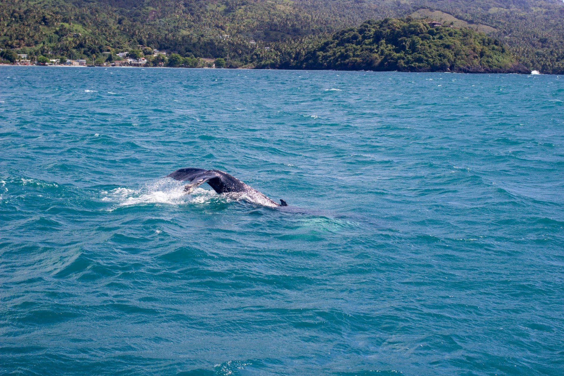 Humpback Whale Watching from Samaná gallery image