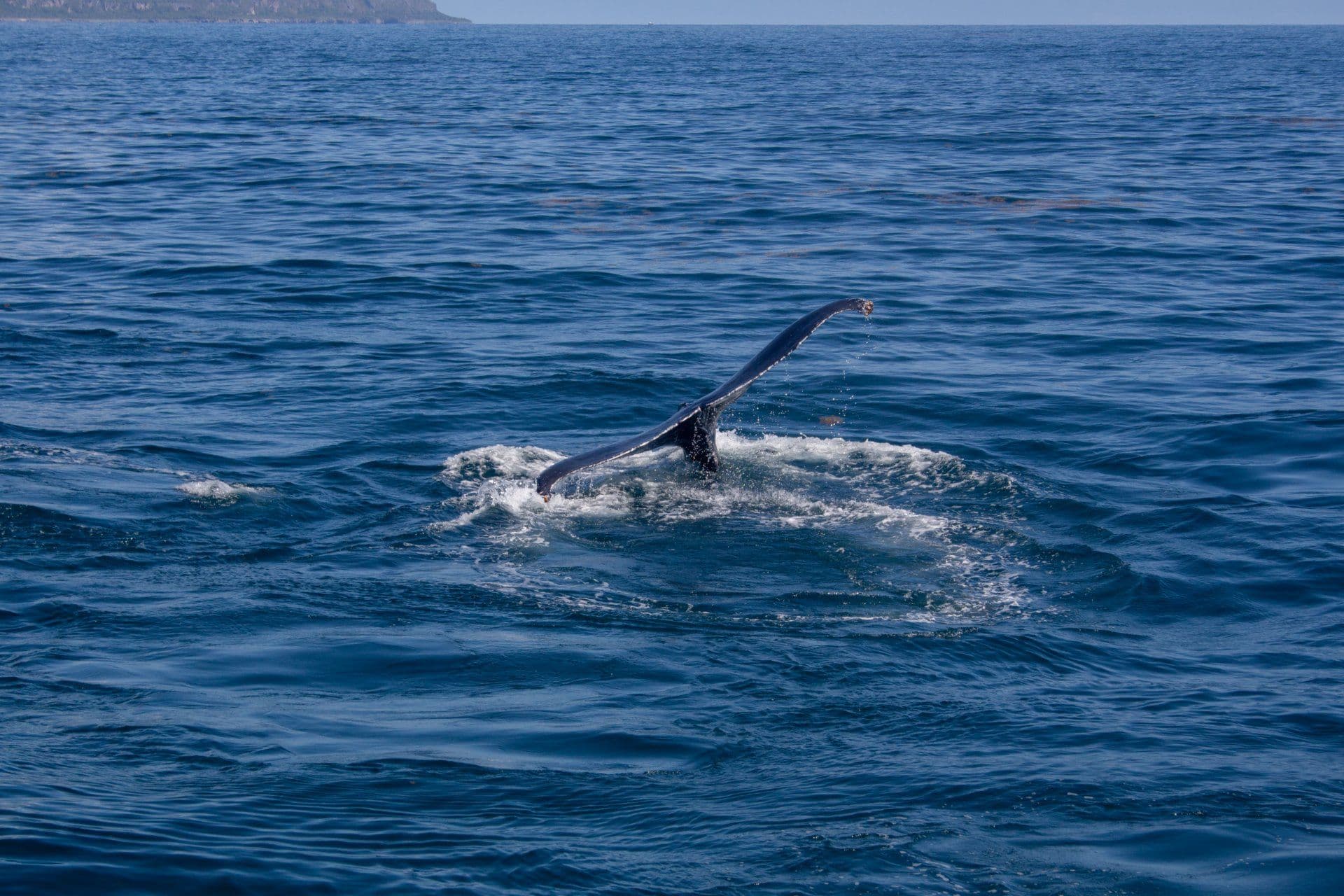 Humpback Whale Watching from Las Terrenas, with Cayo Levantado