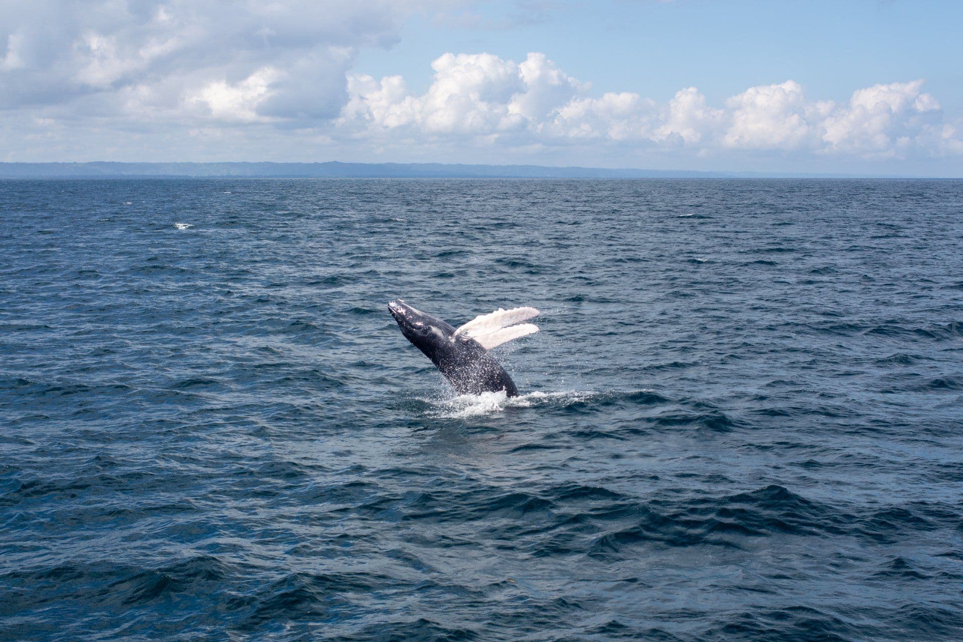 Humpback Whale Watching from Las Terrenas, with Cayo Levantado gallery image