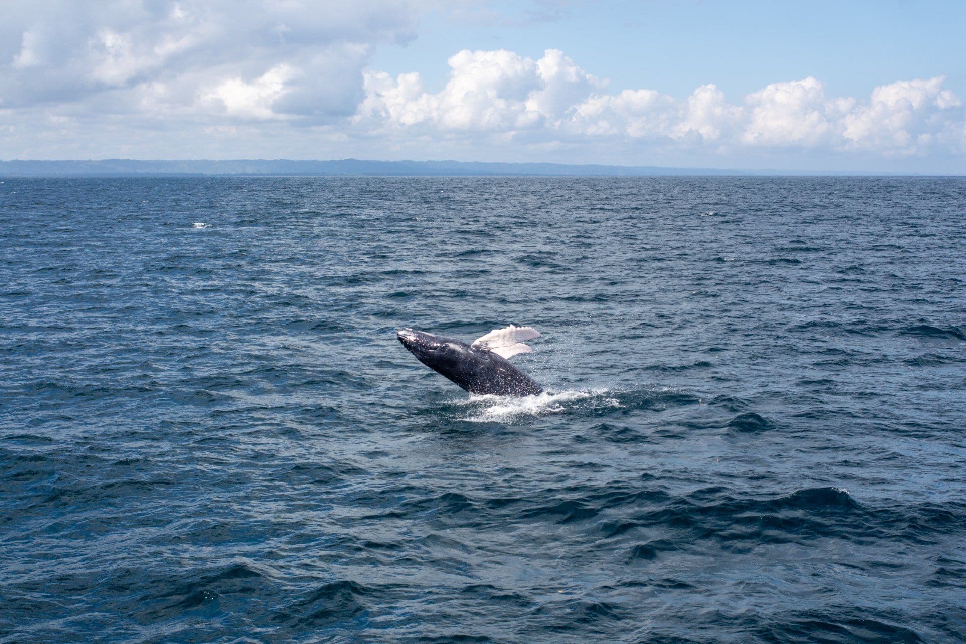 Humpback Whale Watching from Las Terrenas, with Cayo Levantado gallery image