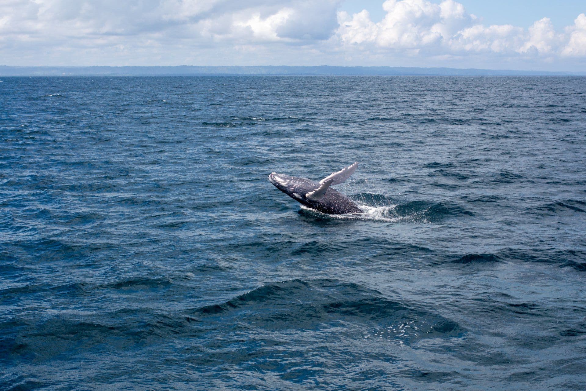 Avistamiento de ballenas jorobadas desde Las Terrenas, con Cayo Levantado gallery image
