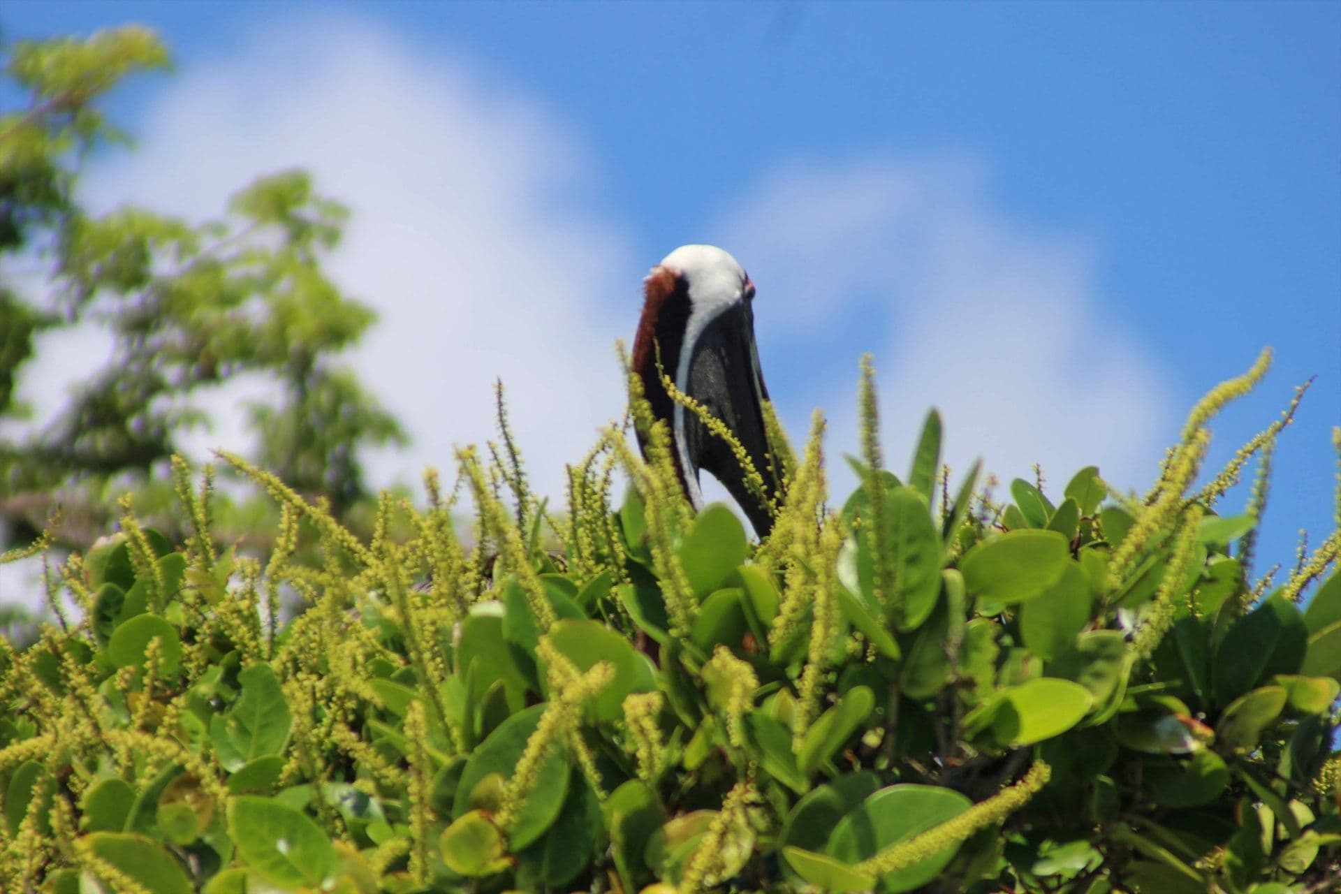 Los Haitises National Park and Caño Hondo gallery image