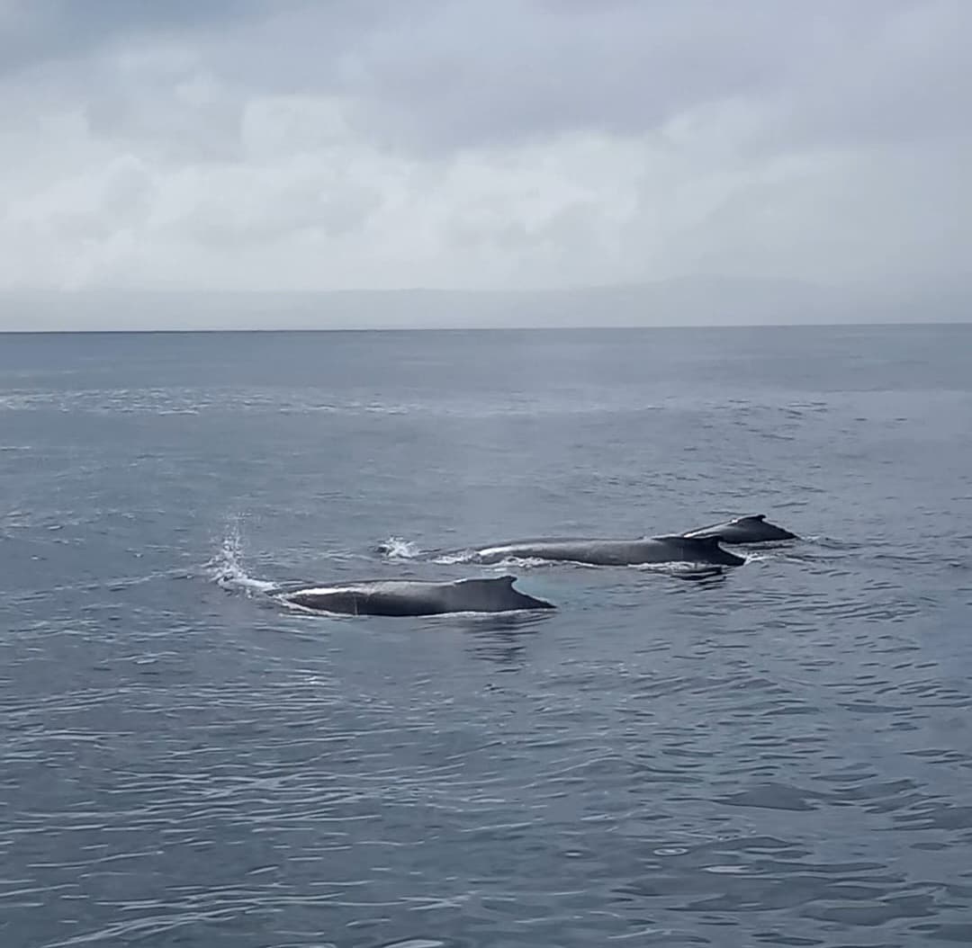 Whale Watching Authentic Experience gallery image
