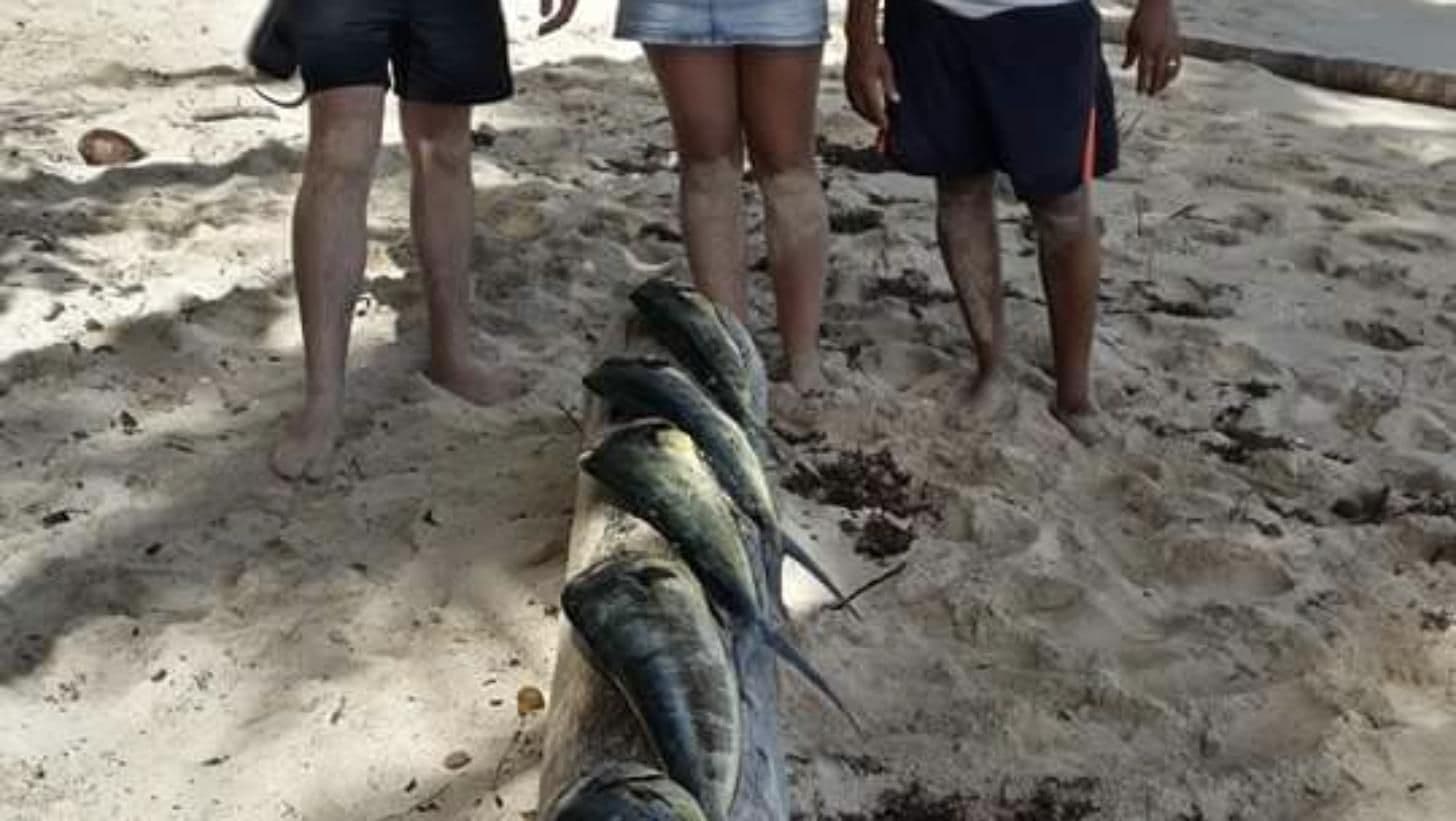 Fishing Trip - Half Day or Full Day