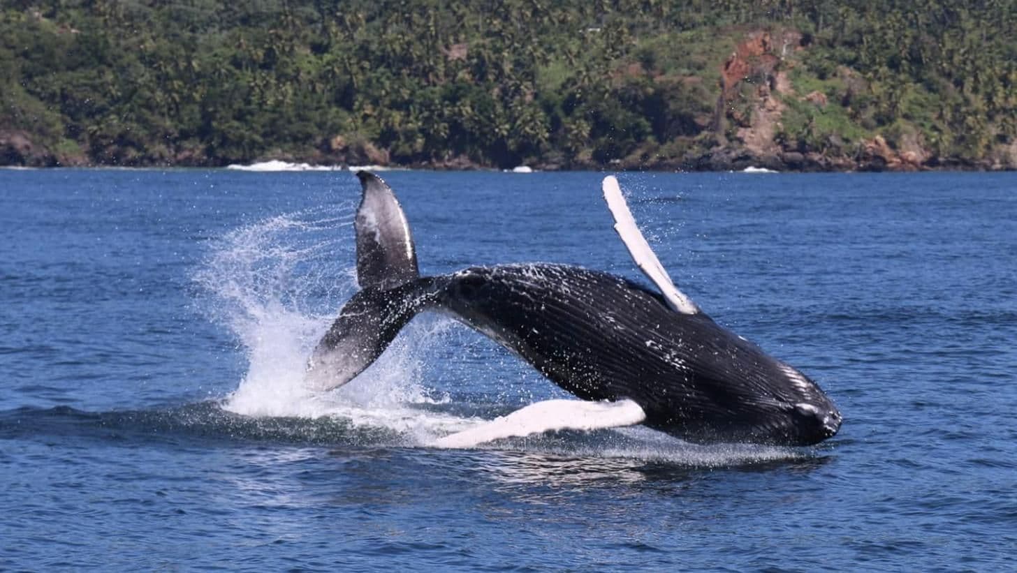 Humpback Whale Watching - January to March