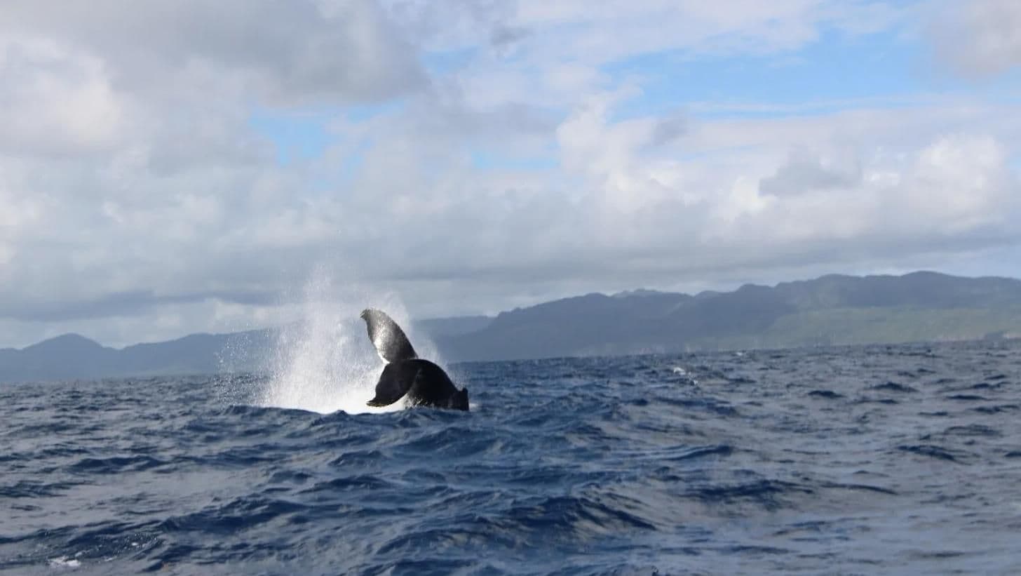 Humpback Whale Watching - January to March gallery image