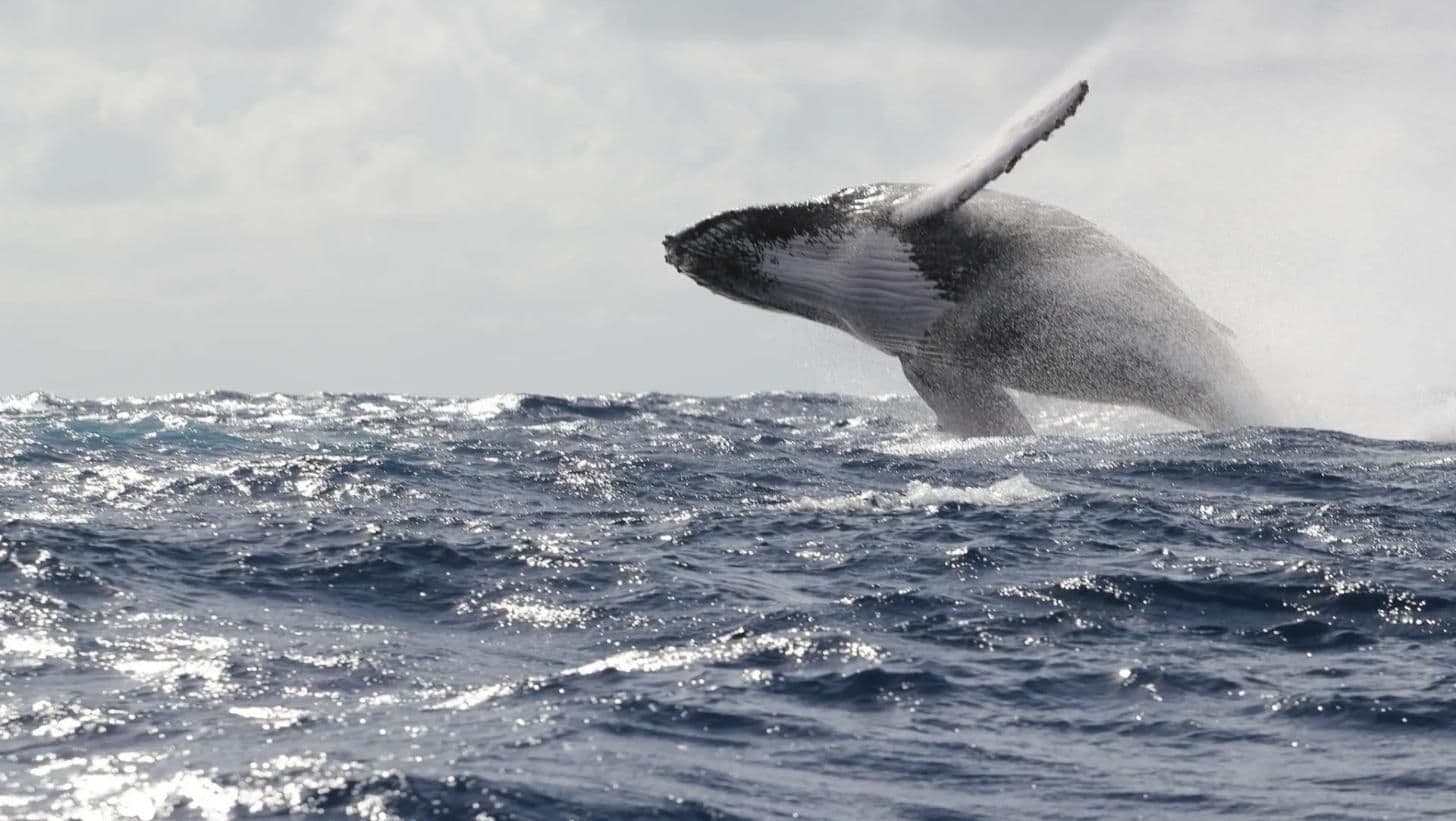 Humpback Whale Watching - January to March gallery image