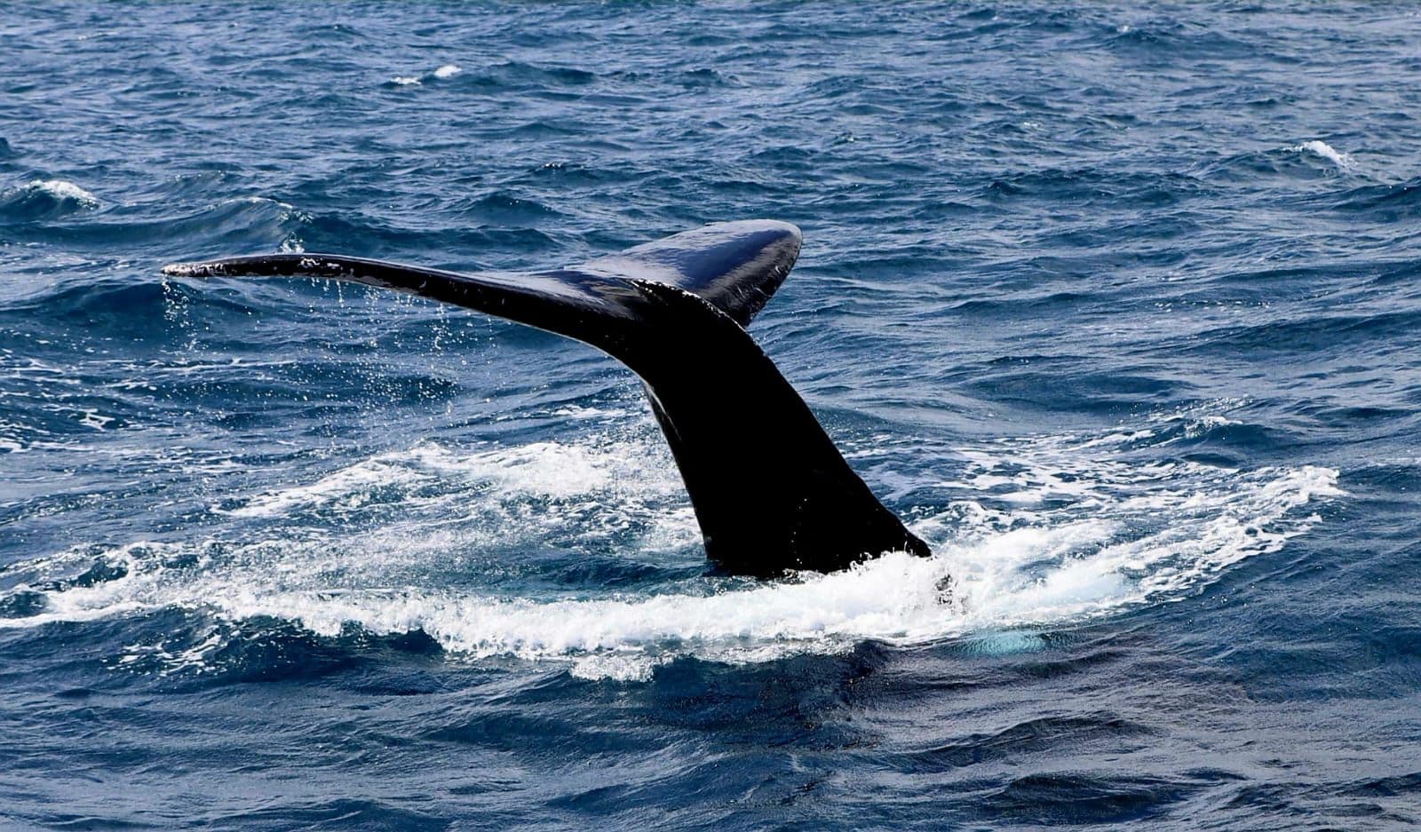 Avistamiento de Ballenas Jorobadas - Enero a Marzo gallery image