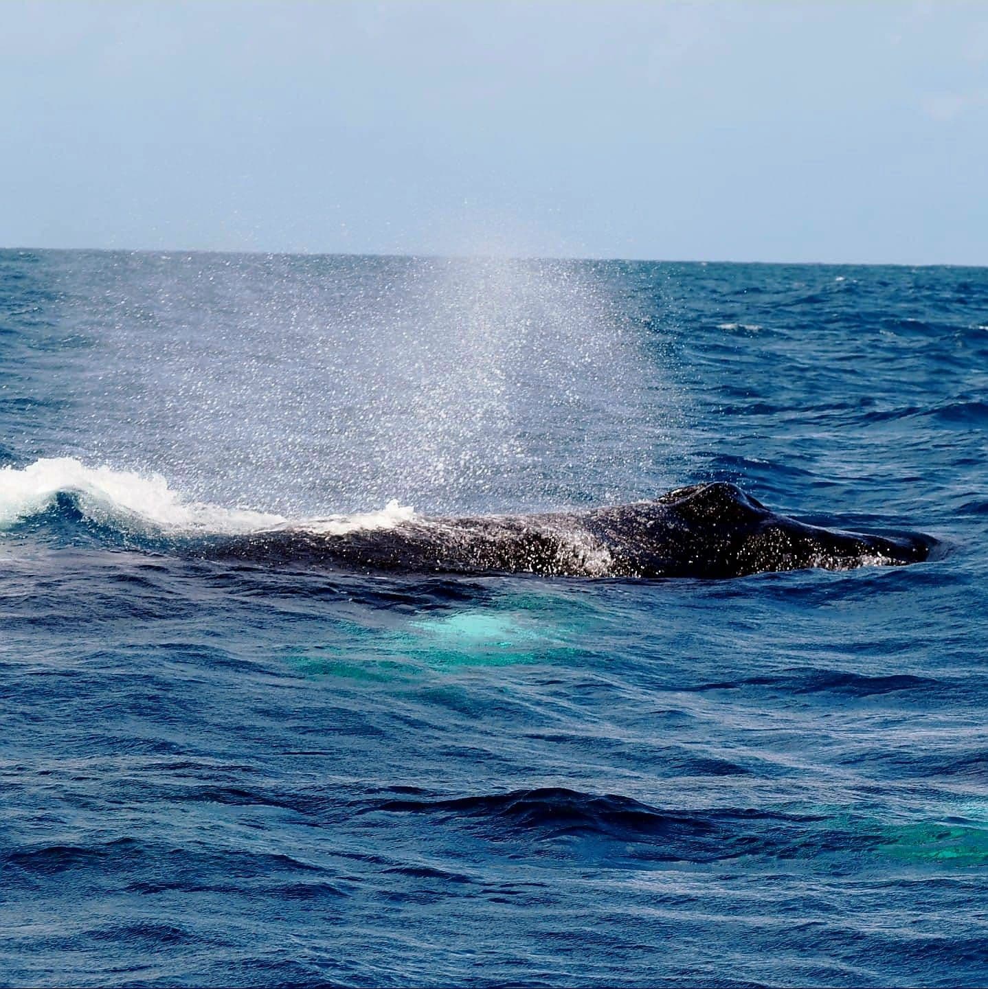 Avistamiento de Ballenas Jorobadas - Enero a Marzo gallery image