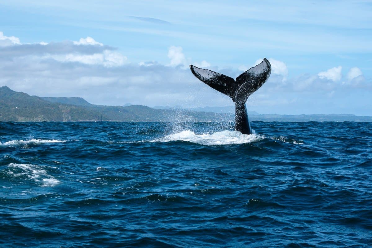 Whale Watching in Samana Bay with DDD Boat Tours