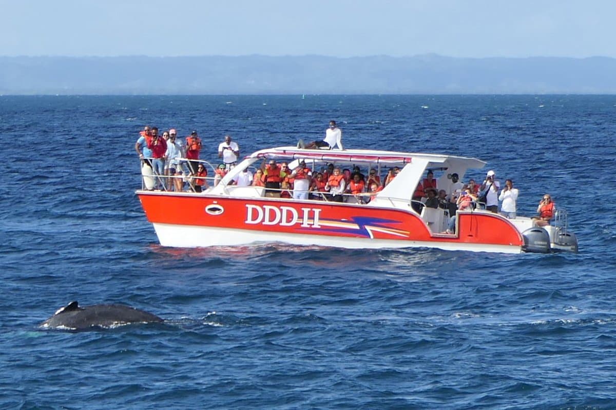 Whale Watching in Samana Bay with DDD Boat Tours gallery image