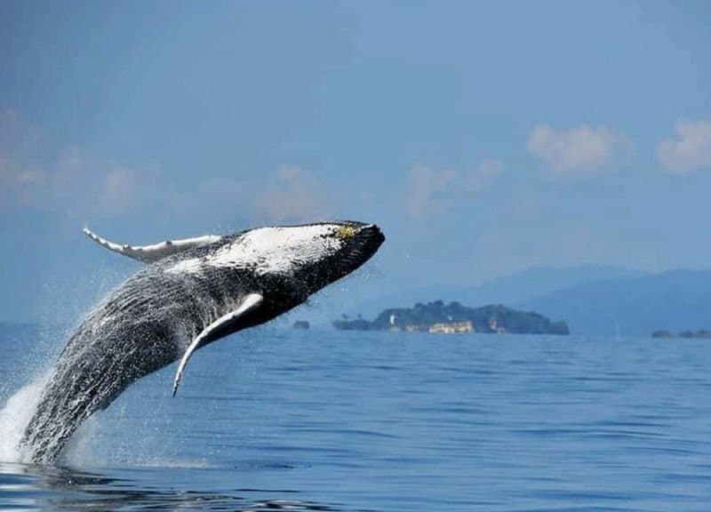 Whale Watching in Samana Bay with DDD Boat Tours gallery image