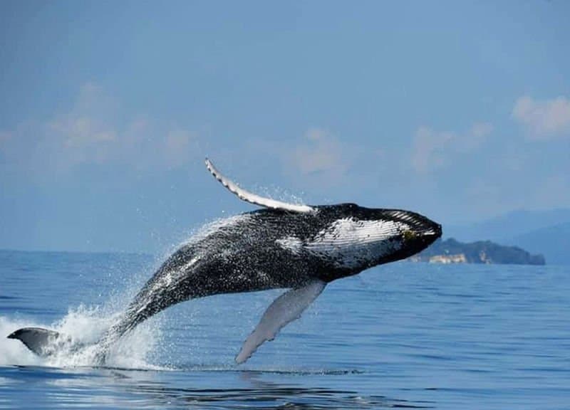 Whale Watching in Samana Bay with DDD Boat Tours gallery image