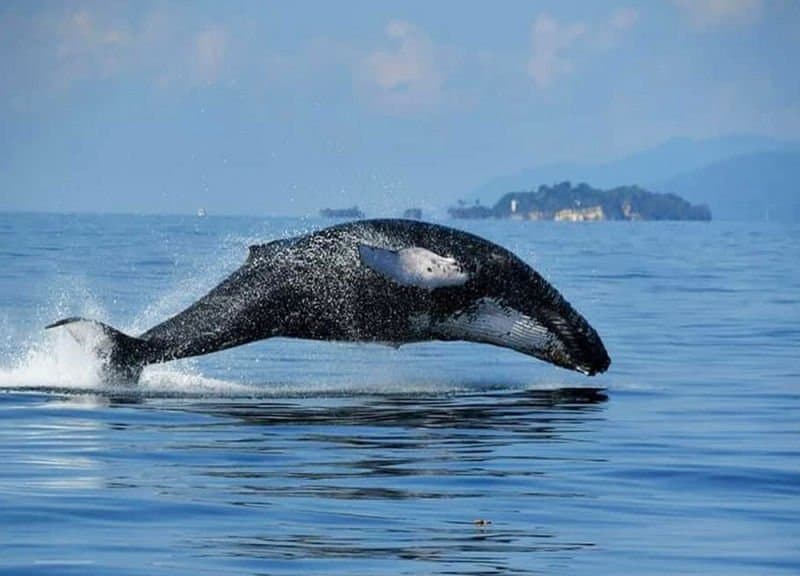 Whale Watching in Samana Bay with DDD Boat Tours gallery image