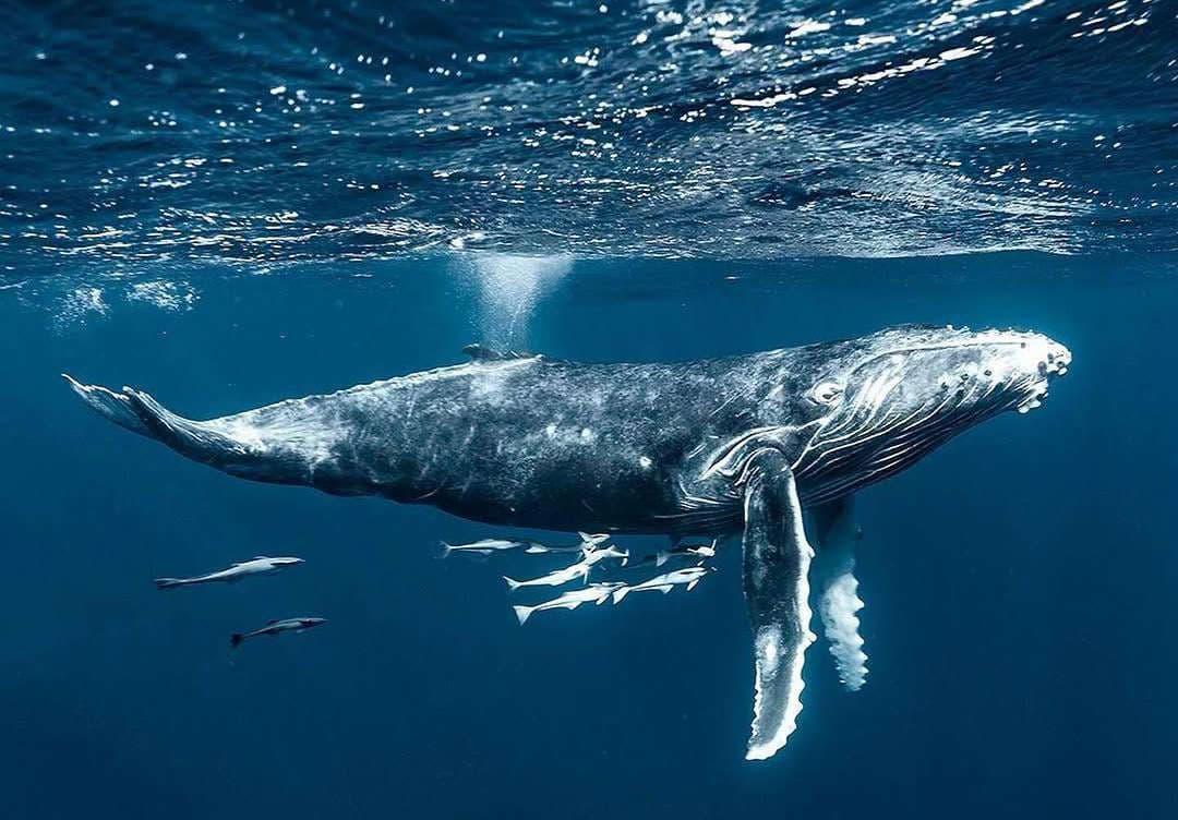 Humpback Whale Watching in Samaná Bay by Catamaran
