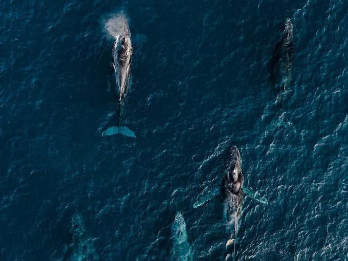 Humpback Whale Watching in Samaná Bay by Catamaran gallery image