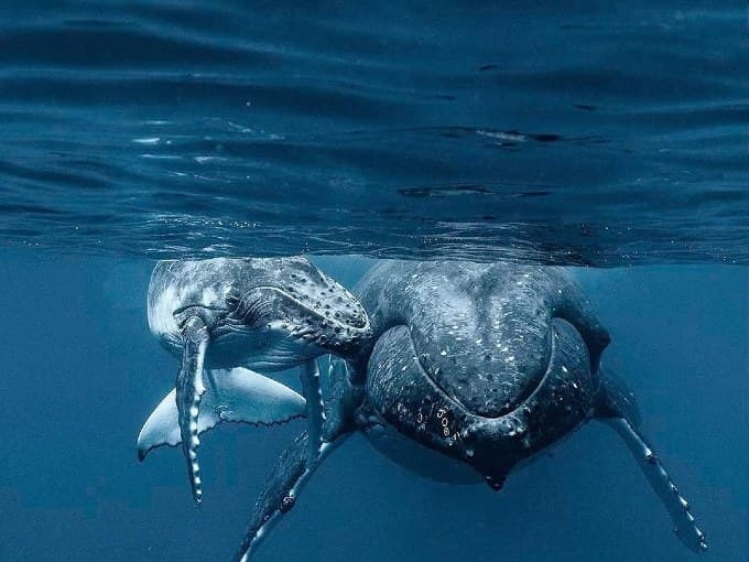 Avistamiento de Ballenas Jorobadas en la Bahía de Samaná en Catamarán gallery image