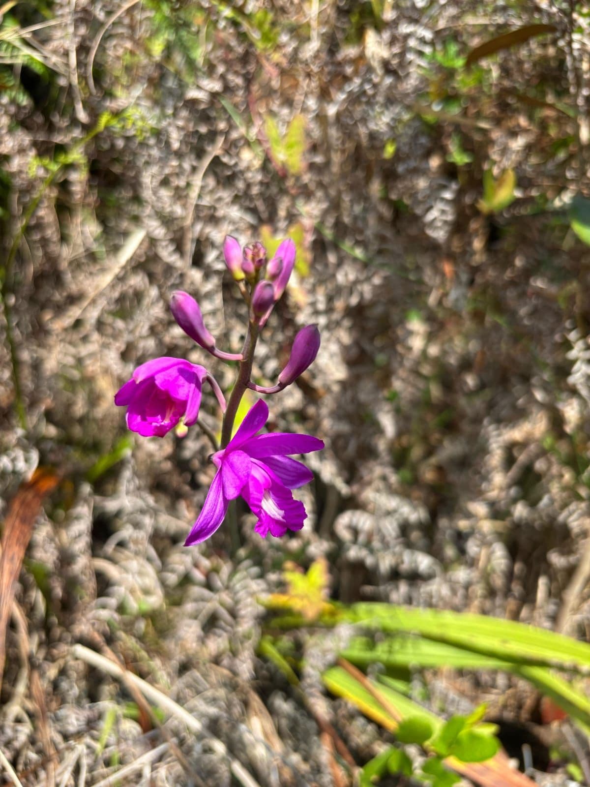 Loma Pilón de Azúcar: 11 km Summit Hike in the Sierra de Samaná gallery image