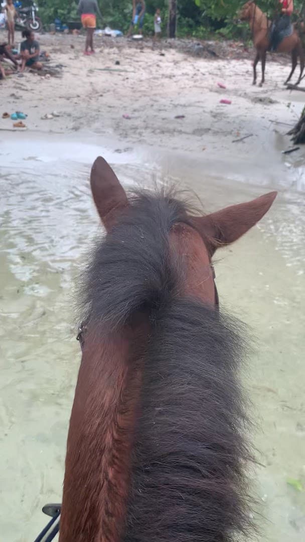Horseback Riding — Beach & Countryside gallery image