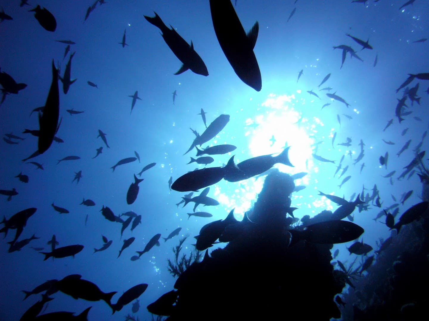 Las Galeras Divers cover