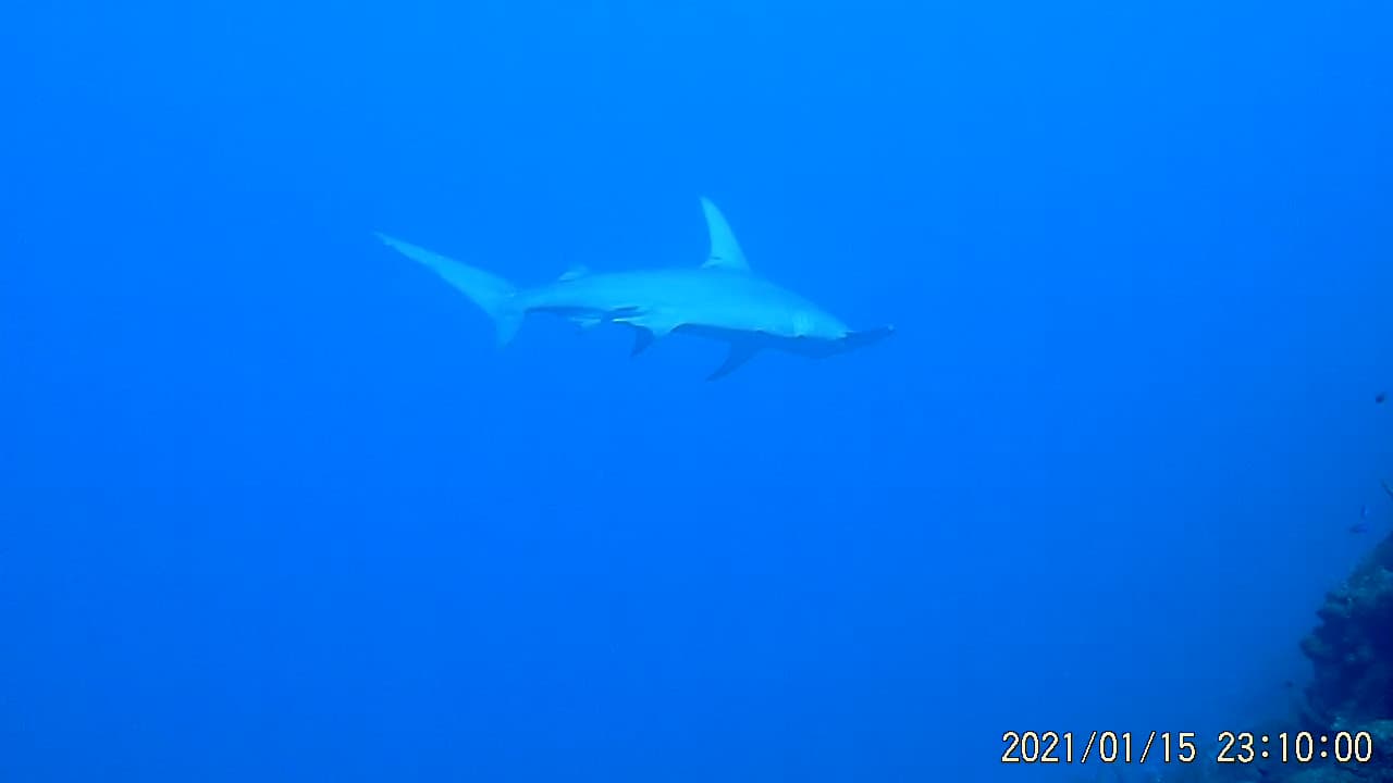 Scuba Diving — Las Galeras & Cabo Cabrón gallery image