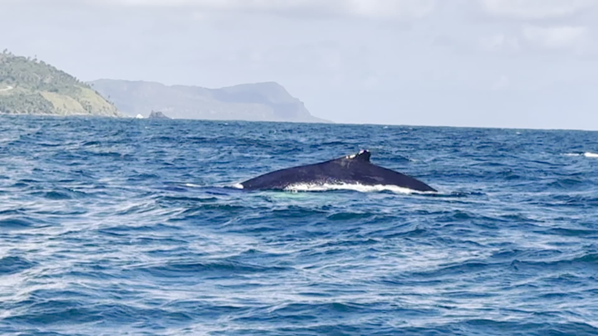 Whale Watching & Cayo Levantado by Boat gallery image