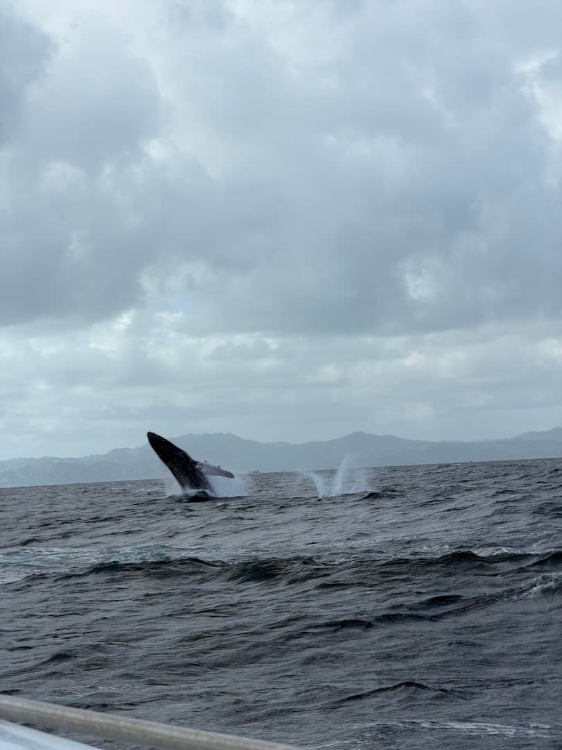 Whale Watching & Cayo Levantado by Boat gallery image
