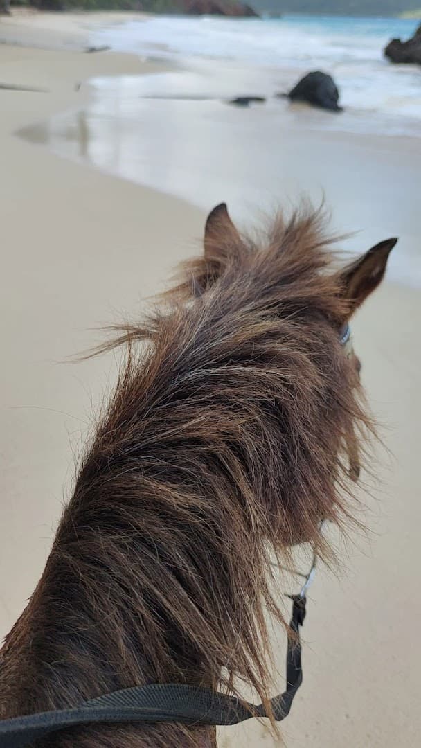 Horseback Riding to Playa Rincón gallery image